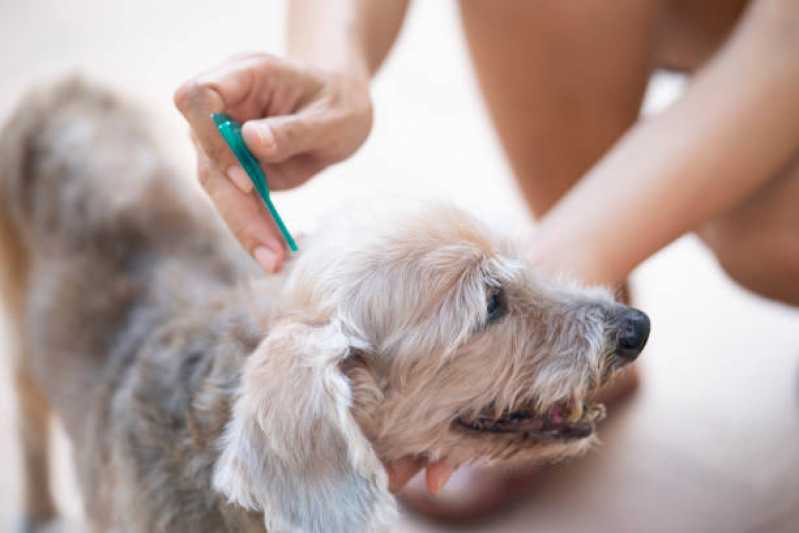 Tratamento de Anti Pulgas em Cachorros Jardim Portinari - Tratamento de Anti Pulgas em Animais