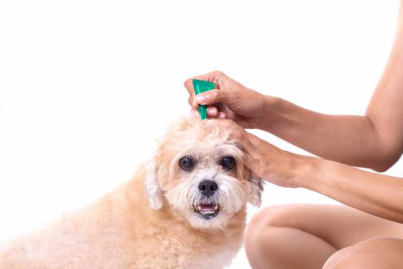 Tratamento de Anti Pulgas em Cães Valor Diadema - Tratamento e Prevenção de Carrapato