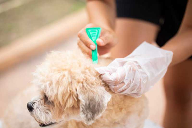 Tratamento de Anti Pulgas em Cães Jardim Inamar - Tratamento e Medicamento de Anti Pulgas