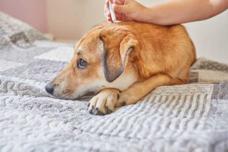 Tratamento de Anti Pulgas Campanário - Tratamento de Anti Pulgas em Cães
