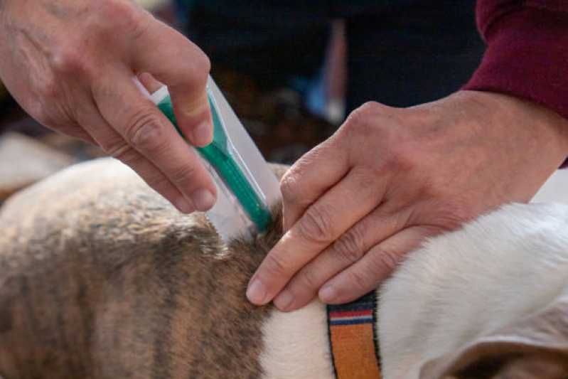 Tratamento e Medicamento de Anti Pulgas Valor Canhema - Tratamento de Anti Pulgas em Cães
