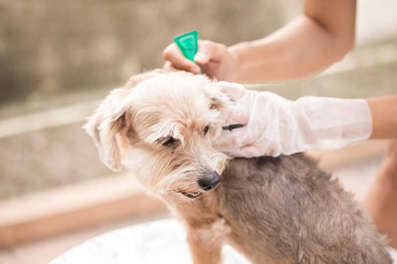 Tratamento e Medicamento de Anti Pulgas Jardim Elisa - Tratamento e Prevenção de Anti Pulgas em Animais