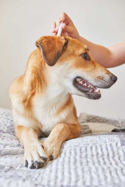 Tratamento e Prevenção de Anti Pulgas em Animais Valor Jardim Conceição - Tratamento de Anti Pulgas em Cachorros