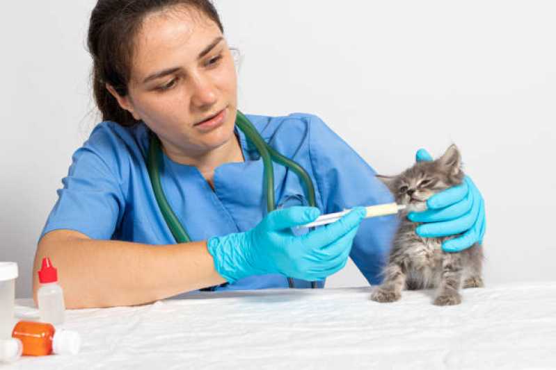 Tratamento e Prevenção de Pulgas Valor Taboão - Tratamento de Anti Pulgas em Animais
