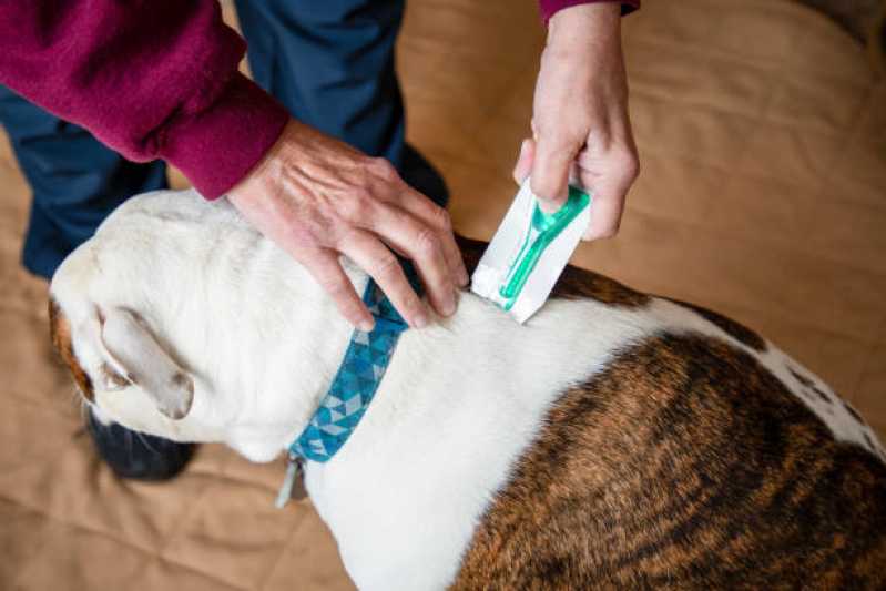 Tratamento e Prevenção de Pulgas Parque Real - Tratamento de Anti Pulgas em Cães
